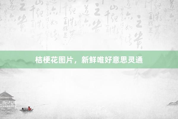 桔梗花图片，新鲜唯好意思灵通